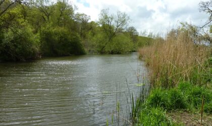 The recent Riverfest & Pairs Matches raised £500 for the club via entry fees. These proceeds go towards maintaining the SH&AA waters to a high standard, for the benefit of all club members.