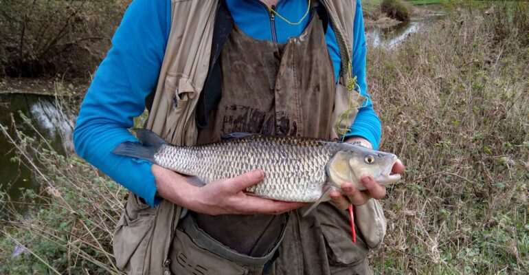 Lovely chub from the Hammoon Stretch