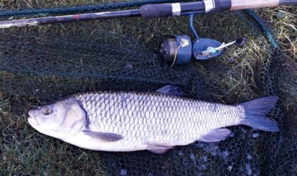 Nice chub on cheese paste proving that an old favourite works in cold conditions