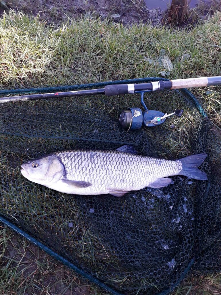 Nice chub on cheese paste proving that an old favourite works in cold conditions