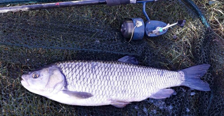 Nice chub on cheese paste proving that an old favourite works in cold conditions