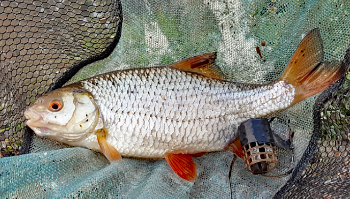 Some nice roach about despite unpromising conditions – Update 25th Feb – 1lb 4oz