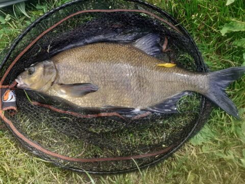 Marc Todd finds a shoal of bream in Sturminster Pool – best fish 7lb 8z