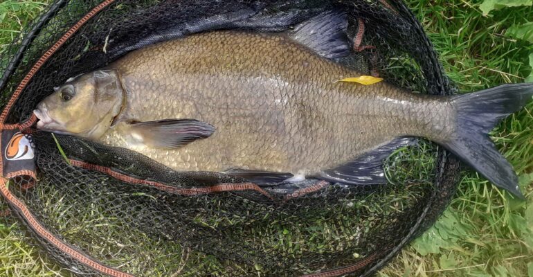 Marc Todd finds a shoal of bream in Sturminster Pool – best fish 7lb 8z