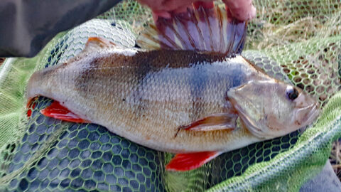 December 6th and the river finally coming good – nice 2lb perch