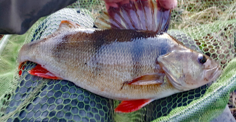 December 6th and the river finally coming good – nice 2lb perch