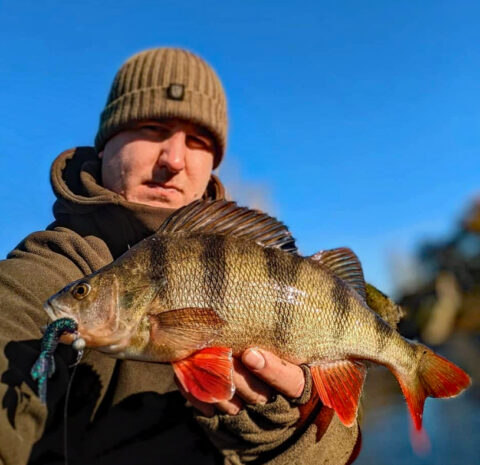 Matt Candy had some nice perch on Z-Man lures on the SHAA stretch this week