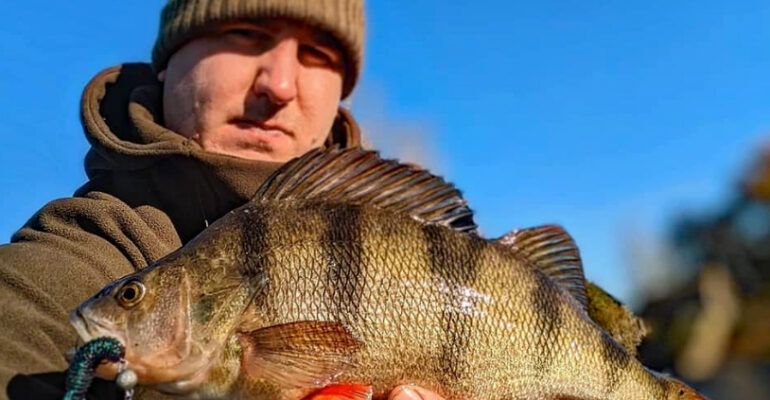 Matt Candy had some nice perch on Z-Man lures on the SHAA stretch this week