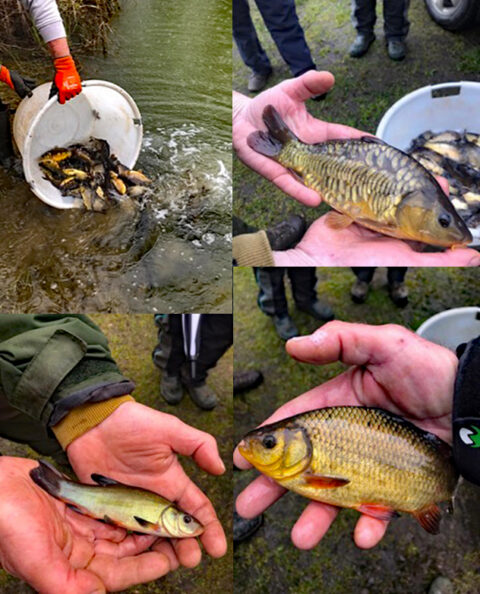 Spring and Pheasant Lakes at Mappowder received a boost of 350 fish on 27th March.